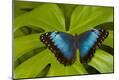 Premium Photographic Print