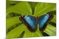 Premium Photographic Print