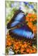 Premium Photographic Print