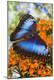 Premium Photographic Print