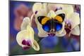 Photographic Print