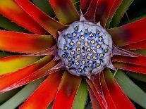 Center of an Agave Plant-Darrell Gulin-Photographic Print