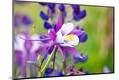 Premium Photographic Print
