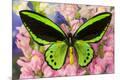 Premium Photographic Print