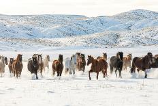 Cowboy Horse Drive, Hideout Ranch, Shell, Wyoming-Darrell Gulin-Art Print