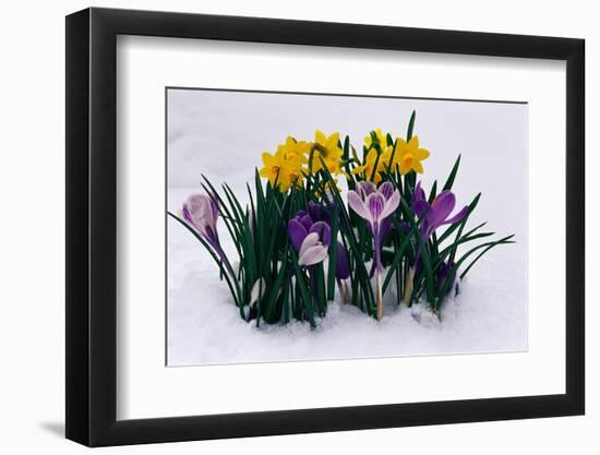 Photographic Print, , large
