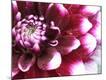 Premium Photographic Print