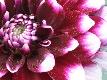 Premium Photographic Print