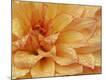 Premium Photographic Print