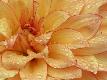Premium Photographic Print