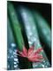 Premium Photographic Print