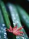 Premium Photographic Print