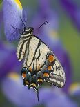 Chinese peacock black swallowtail, Papilio bianor on Gerber Daisies-Darrell Gulin-Photographic Print