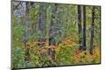 Premium Photographic Print