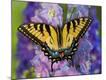 Premium Photographic Print