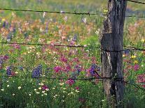 Fence Post and Wildflowers, Lytle, Texas, USA-Darrell Gulin-Photographic Print