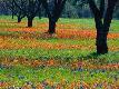 Premium Photographic Print