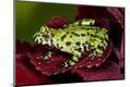 Premium Photographic Print