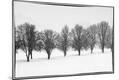 Photographic Print