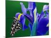Premium Photographic Print