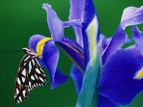 Paper Kite Butterfly, Idea leuconoe on Gerber Daisies-Darrell Gulin-Photographic Print