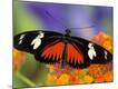 Premium Photographic Print