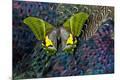 Photographic Print