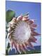 Premium Photographic Print