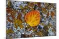 Premium Photographic Print