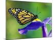 Premium Photographic Print