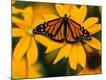 Premium Photographic Print