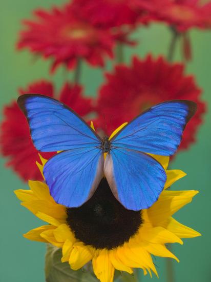 Photographic Print, , large