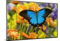 Photographic Print