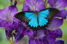 Blue and Black Butterfly on Lavender Flowers, Sammamish, Washington, USA-Darrell Gulin-Photographic Print