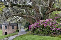 Oak Springtime azalea blooming, Charleston, South Carolina.-Darrell Gulin-Photographic Print