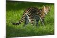 Premium Photographic Print