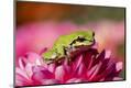 Photographic Print