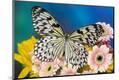 Photographic Print