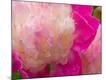 Premium Photographic Print