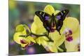 Photographic Print