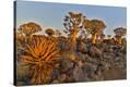 Stretched Canvas Print