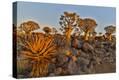 Stretched Canvas Print