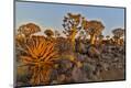Photographic Print