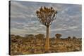 Stretched Canvas Print