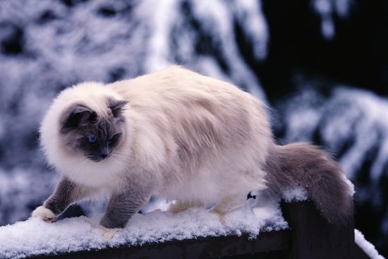 Premium Photographic Print, , large