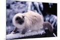 Premium Photographic Print