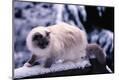 Premium Photographic Print