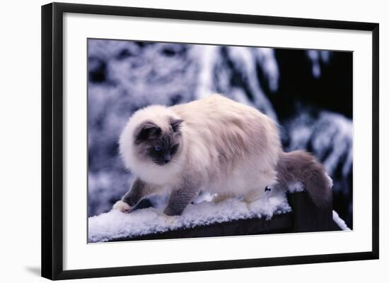 Photographic Print, , large