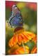 Premium Photographic Print