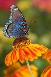 Fritillary Butterfly on a Dutch Iris-Darrell Gulin-Photographic Print